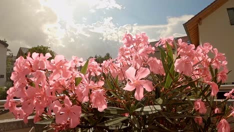Timelapse-of-the-shining-sun-at-a-beautiful-pink-Oleander-flower-from-lower-position