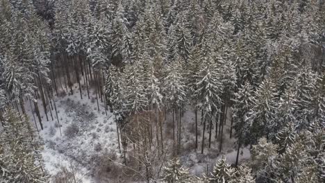 Winter-aerial---smooth-flight-over-snow-covered-fir-trees-in-a-white-forest-in-4K