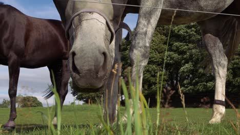 Curious-horse-looking-through-grass-at-camera-close-up-shot