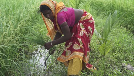 Arme-Indische-Alte-Frau,-Die-Gras-Auf-Einem-Landwirtschaftlichen-Feld-Auszieht