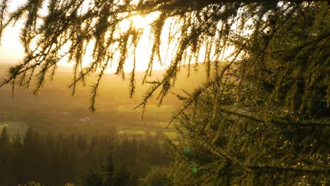 Goldener-Himmel-Und-Sonnenlicht,-Das-An-Einem-Sonnigen-Morgen-In-Dublin,-Irland,-Durch-Den-üppigen-Wald-In-Den-Wicklow-Mountains-Scheint