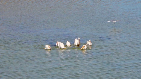 Flock-of-Pelicans-swimming-hunting-or-fishing-on-blue-sea-water-for-fish-in-San-Francisco-bay-area