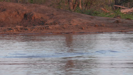 A-submerged-hippo-pops-up-in-the-water-on-a-late-afternoon-in-Africa