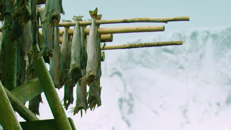 Stockfish-swing-gently-in-the-breeze-as-they-air-dry