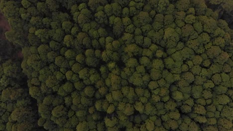 Pine-tree-forest-top-down-Drone-shot