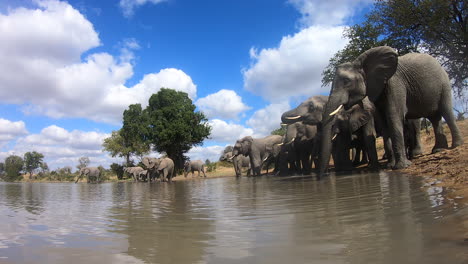 Colorful-shot-of-herd-of-elephants-drinking-at-waterhole,-ground-view