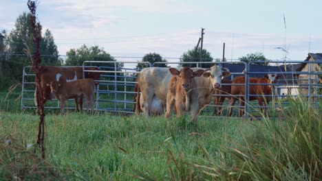 Braune-Kühe-Und-Junge-Kälber-In-Einem-Bauernhofgehege-Am-Frühen-Sommermorgen