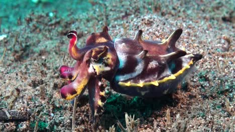 Close-up-of-a-flamboyant-cuttlefish-changin-it's-color-on-a-coral-reef-in-the-Philippines
