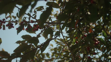 Cherries-growing-on-cherry-tree-branch-in-summer,-Slow-Motion