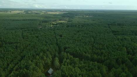 árboles-Coníferos-En-El-Denso-Bosque-Verde-En-Kowalskie-Blota,-Polonia
