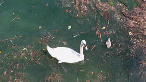 Mother-swan-and-cygnet-floating-on-dirty-river-water