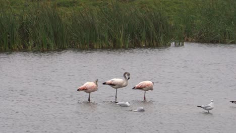 Chilean-Flamingos-Standing-in-the-Wetlands-with-more-Birds-Around
