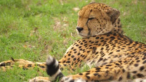 A-cheetah-rests-on-the-savannah-under-the-African-sun,-close-up