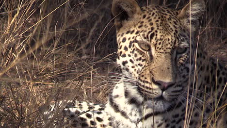 Nahaufnahme-Eines-Jungen-Männlichen-Leoparden,-Der-Neben-Hohen-Grashalmen-Den-Kopf-Schüttelt