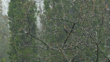 Aufnahme-Eines-Trockenen-Baumes-Und-Eines-Vogels,-Der-An-Einem-Regnerischen-Herbsttag-Auf-Den-Ästen-Läuft