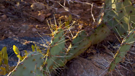 Hand-held-shot-of-small-cactus-on-ground-in-Arizona