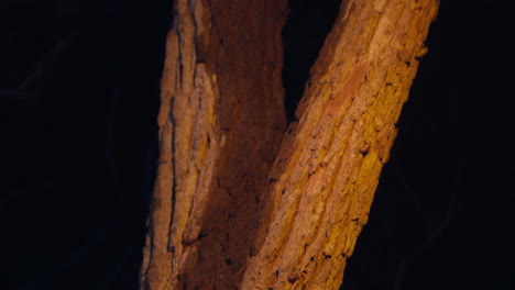 Australischer-Baum-In-Flammen,-Der-Im-Nachtbusch-Leuchtet