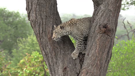 A-leopard-climbing-down-a-tree-in-South-Africa