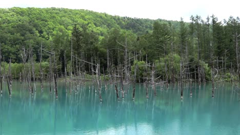 Berühmte-Touristenattraktion:-Der-Shirogane-Blue-Pond-In-Der-Nähe-Von-Biei-In-Japan,-Schwenk-Nach-Rechts