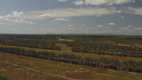 Wide-establishing-aerial-flight-over-Blueberry-field-landscape-after-harvest