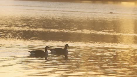 Pair-of-Canada-Geese-on-a-lake-at-sunset-slow-motion