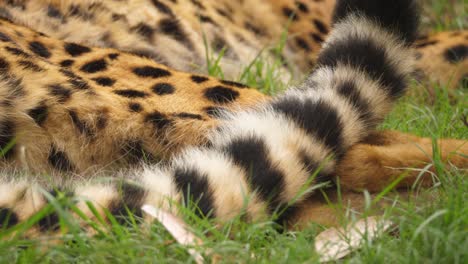 Cheetah-Tail-Flicking-in-Irritation-while-Laying-Down,-Extreme-Closeup
