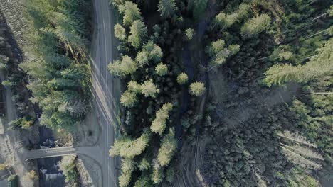 Top-down-aerial-above-evergreen-forest-with-road-and-river-passing-through