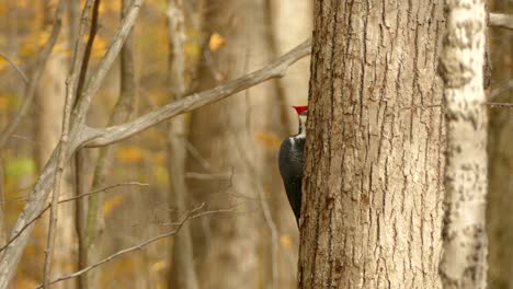 Pileated-woodpecker-pecking-at-unseen-target-prey-behind-tree-in-fall