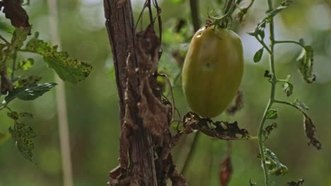 Extreme-Nahaufnahme-Einer-Reifenden-Italienischen-Tomate-Auf-Einer-Pflanze-In-Einem-Gemüsegarten