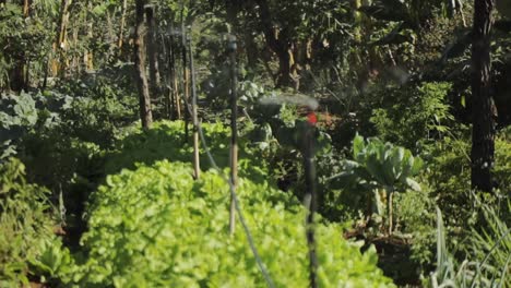 Automatisierte-Sprinkler-Bewässern-Die-Pflanzen-Auf-Einem-Biobauernhof