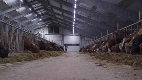 Norwegischer-Rotochse-Und-Kühe-Füttern-In-Einem-Bauernhaus