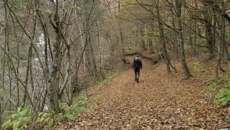 Man-walking-autumn-forest-green-brown-yellow-colors-hiking-hike-day