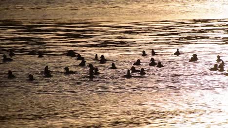 Flock-of-goldeneye-ducks-paddle-in-water-at-sunset,-long-slow-motion