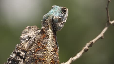 Close-up:-Blue-Headed-Agama-Lizard-on-branch,-defocused-background