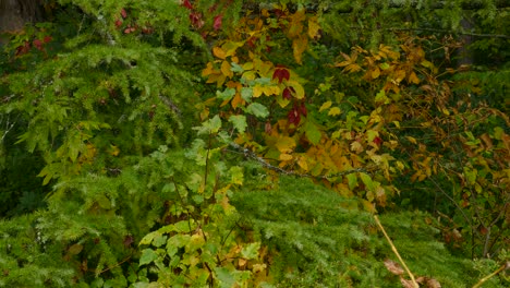 Wald-Aus-Laub--Und-Fichtenbäumen,-Bedeckt-Mit-Einer-Mischung-Aus-Herbstfarben-Und-Leuchtendem-Grün