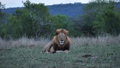 Male-Black-Mane-Lion-lying-in-flat-blue-light-of-early-African-dusk