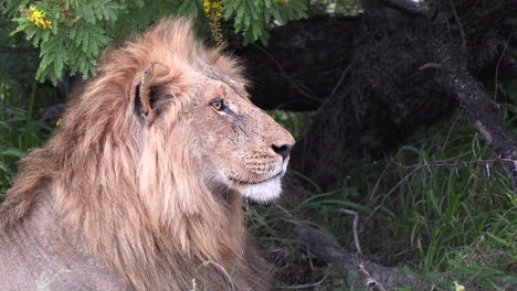 Side-close-up-of-male-lion-on-lookout-as-wind-moves-grass-and-trees