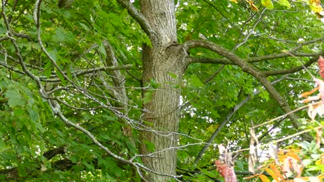Bird-wandering-on-tree-trunk