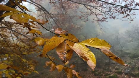 Rain-Drops-Fall-on-Yellow-Leaves-and-Colorful-Leave-of-Trees-Fall-on-the-Ground-in-Rainy-Day-with-Drizzle-and-Heavy-Fog-Wet-Foliage-Moss-on-Stone-Earth-Covered-By-Autumn-Leaves-Couples-Camping-In-4K