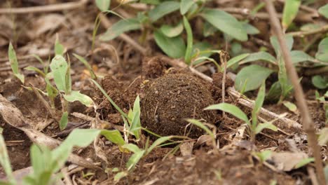 Unseen-Dung-Beetle-excavates-hole-beneath-large-dung-ball-with-flies