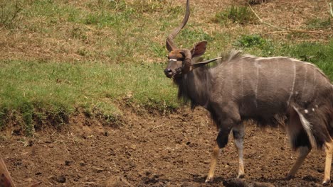 Unique-adult-male-Nyala-Antelope-has-one-grossly-disfigured-horn