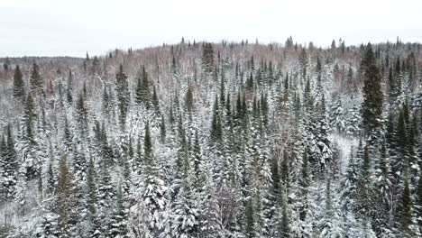 Frozen-white-icey-trees-forest-in-northern-Canada---Drone-4k-Aerial