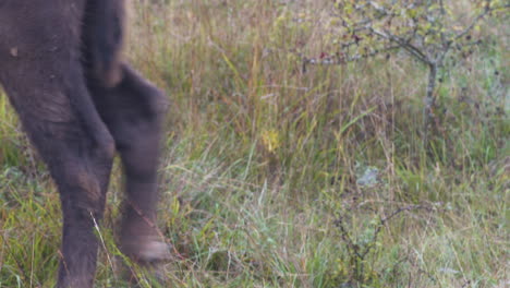 Cute-european-bison-bonasus-calf-follows-its-mother-in-a-field,Czechia