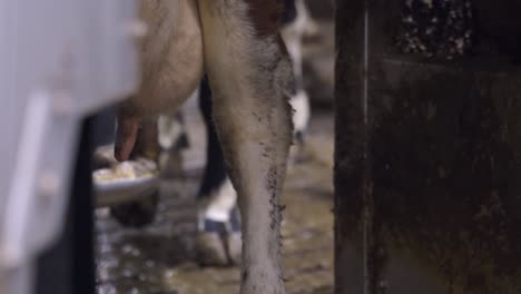 Milking-The-Cow-With-A-Fully-Automated-Milking-Robot---close-up