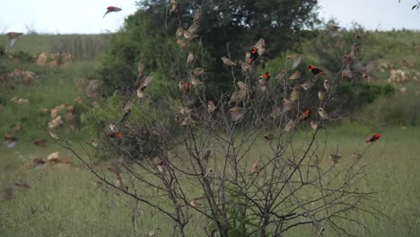 Bird-Flock-Perching-on-Crowded-Bare-Tree-Slowly-Fly-Away,-Pretoria,-South-Africa