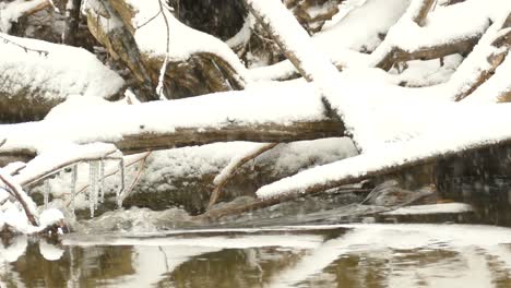 Stream-Flowing-Under-Fallen-Trees-Covered-With-Snow-During-Winter-In-Southern-Ontario,-Canada