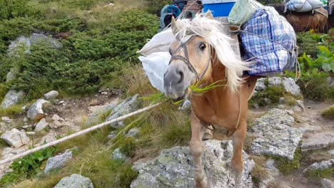 Horses-As-Mode-Of-Transportation-Carrying-Baggages-In-Rila-Mountain,-Bulgaria---close-up