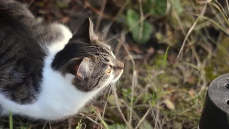 Tabby-cat-in-garden-looking-around