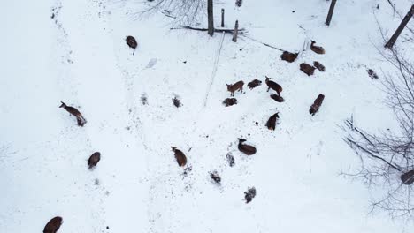 elk-herd-resting-in-the-winter-descending-aerial