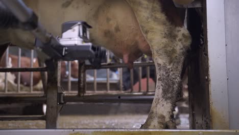 Close-up-of-cow-step-in-and-modern-automatic-vacuum-milking-robot,-milking-milk-of-cow